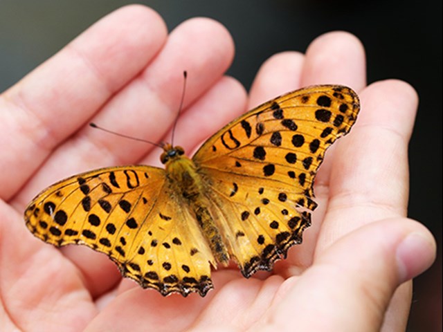 Das Bild zeigt eine Nahaufnahme eines Schmetterlings mit orangefarbenen Flügeln und schwarzen Flecken. Der Schmetterling ruht auf der Hand einer Person, die ihn behutsam hält.
