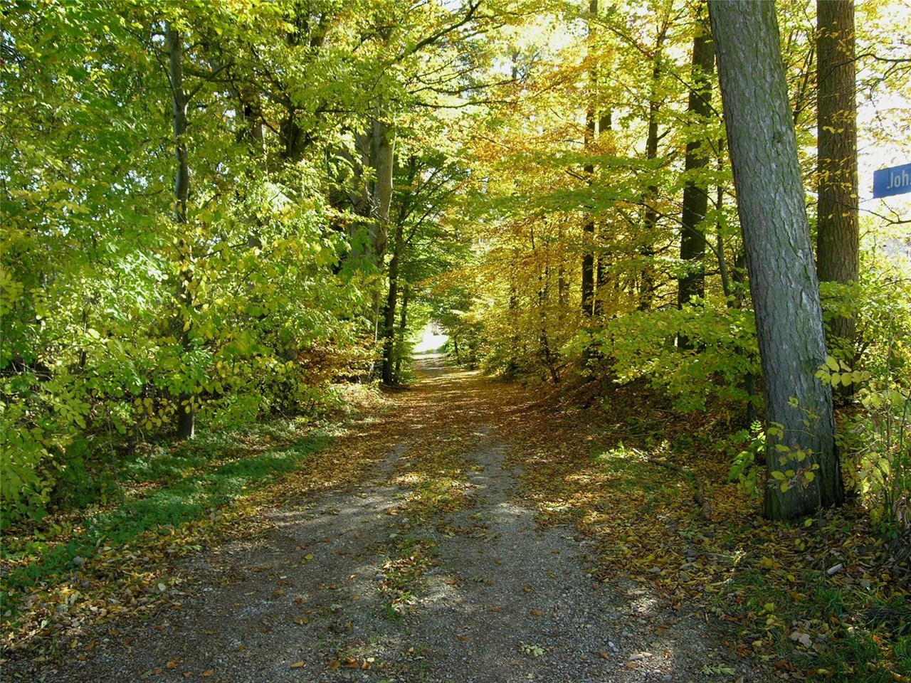 Das Bild zeigt einen Waldweg, der von Bäumen mit grünen und gelben Blättern gesäumt ist. Der Weg ist mit herabgefallenen Blättern bedeckt und führt in die Ferne, wo Sonnenlicht durch die Bäume scheint.